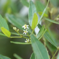 Zanthoxylum asiaticum (L.) Appelhans, Groppo & J.Wen